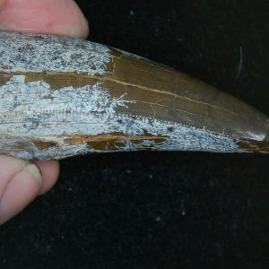 Tyrannosaurus Rex Cretaceous Age Dinosaur Tooth #1