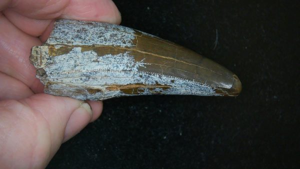 South Dakota Cretaceous Tyrannosaurus Rex Tooth 1j | Fossils for Sale