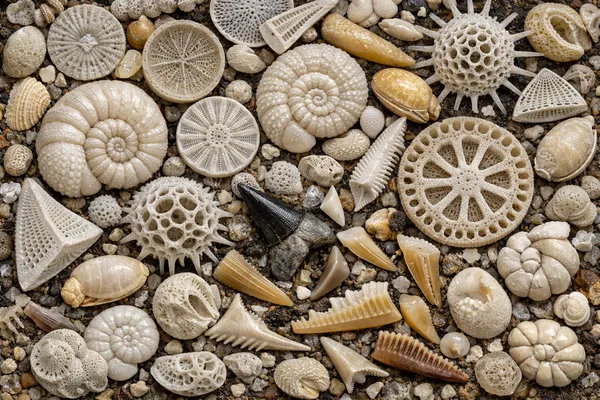 Microfossils For Sale
