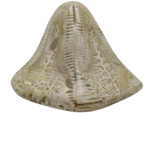 Genuine Miocene Age Clypeaster Echinoid Fossils for Sale from Morocco #1