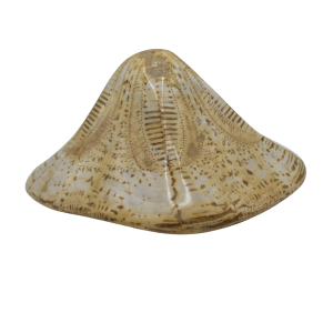 Genuine Miocene Age Clypeaster Echinoid Fossils for Sale from Morocco #12