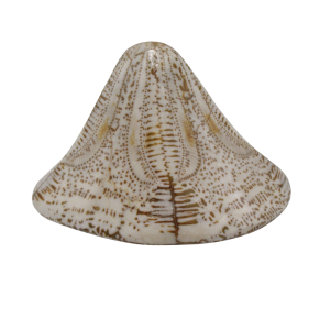 Genuine Miocene Age Clypeaster Echinoid Fossils for Sale from Morocco #15