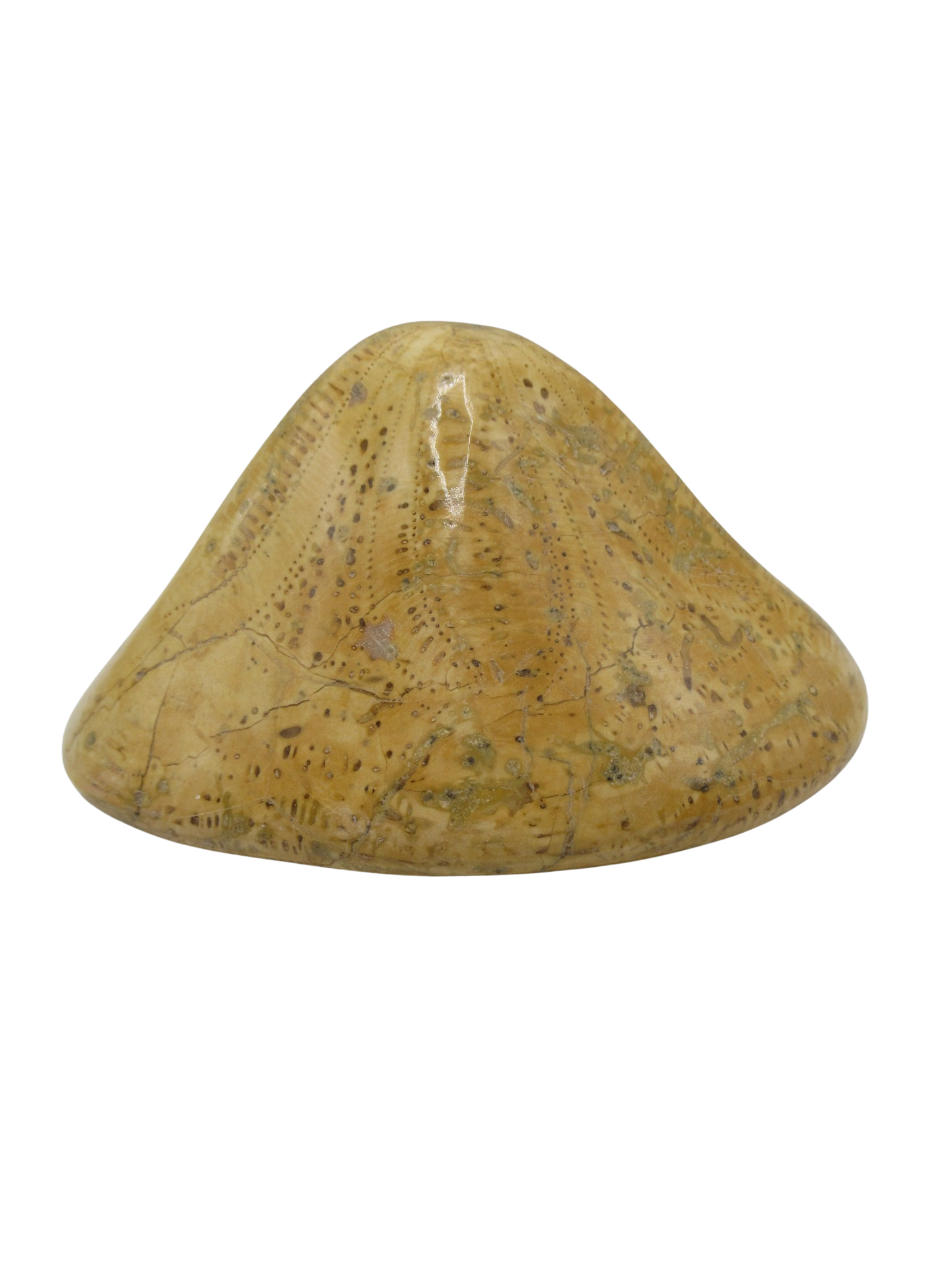 Miocene Age Clypeaster Echinoid from Morocco Fossil for Sale 16 | Fossils for Sale Genuine Miocene Age Clypeaster Echinoid Fossils for Sale from Morocco #16