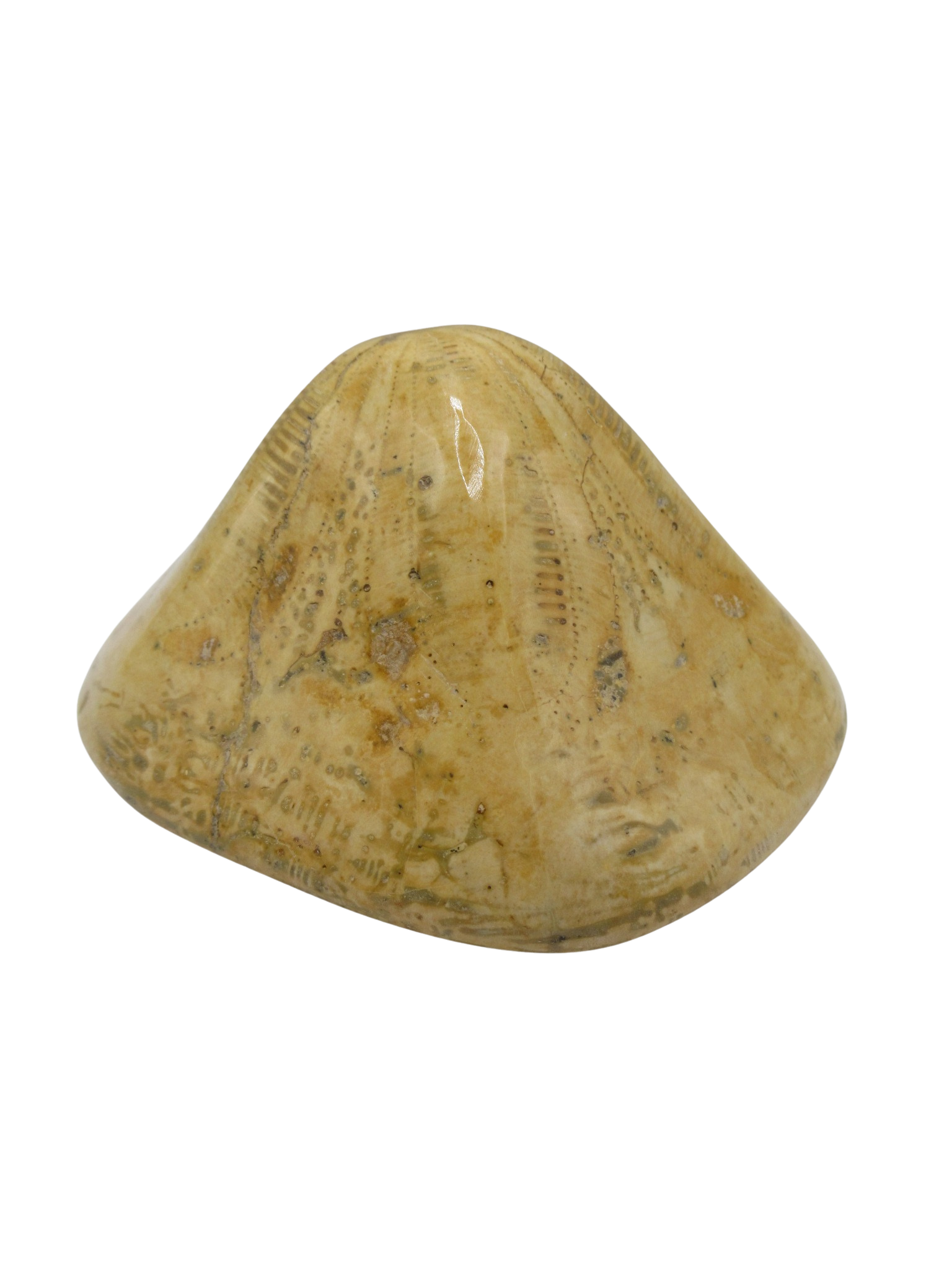 Miocene Age Clypeaster Echinoid from Morocco Fossil for Sale 16b | Fossils for Sale Genuine Miocene Age Clypeaster Echinoid Fossils for Sale from Morocco #16b