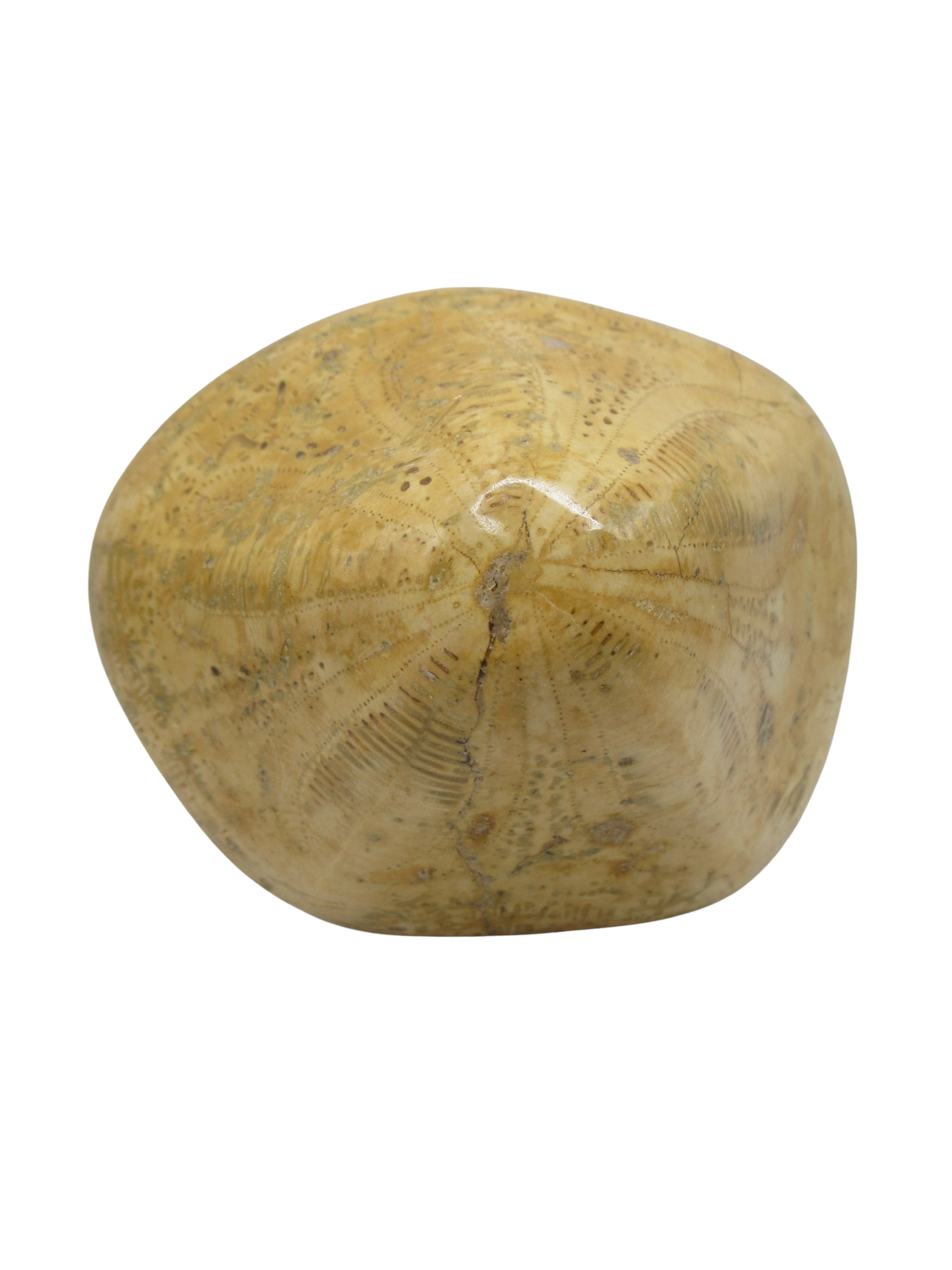 Miocene Age Clypeaster Echinoid from Morocco Fossil for Sale 16c | Fossils for Sale Genuine Miocene Age Clypeaster Echinoid Fossils for Sale from Morocco #16c