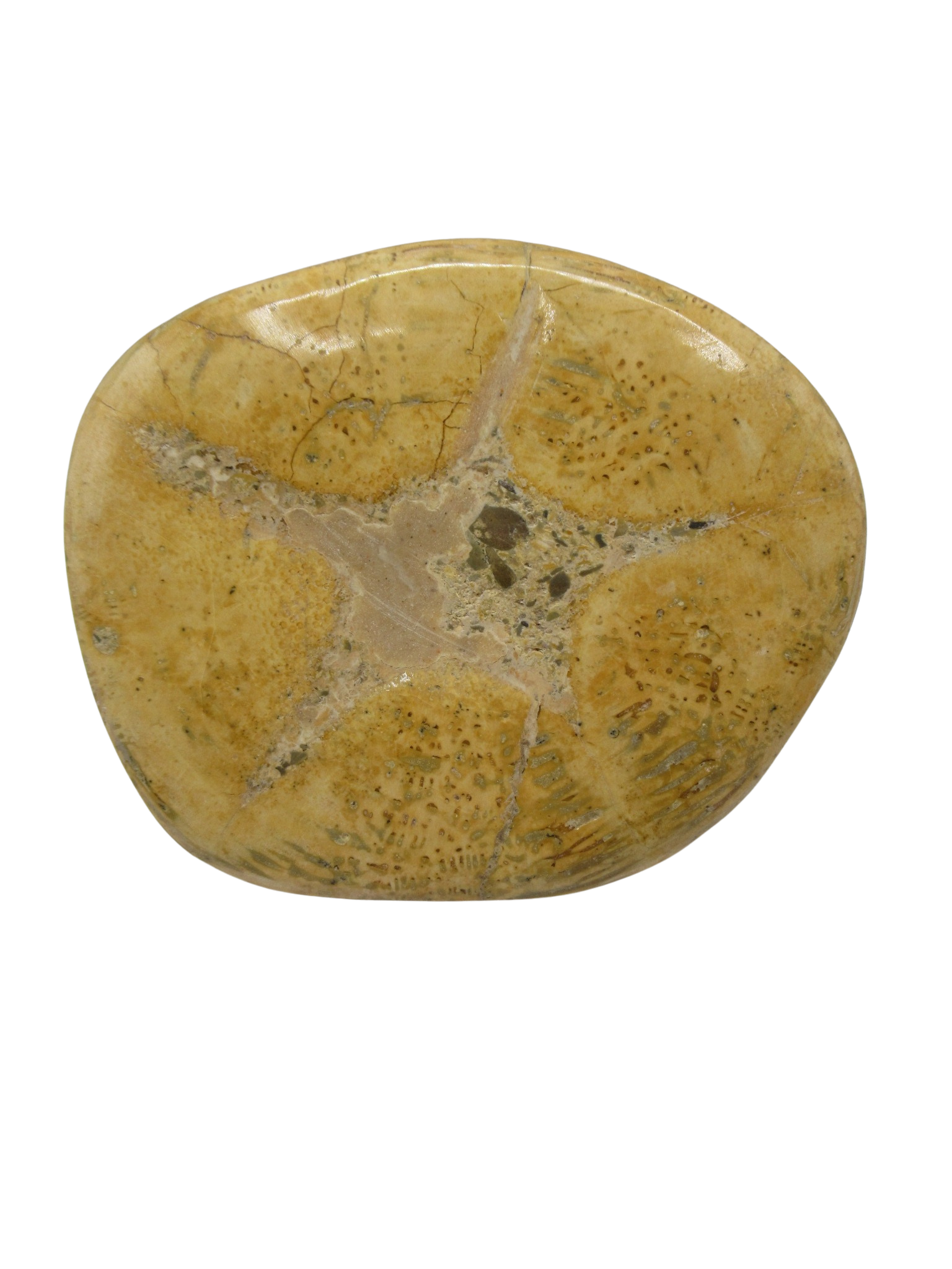 Miocene Age Clypeaster Echinoid from Morocco Fossil for Sale 16d | Fossils for Sale Genuine Miocene Age Clypeaster Echinoid Fossils for Sale from Morocco #16d