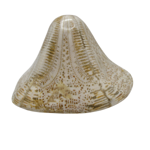 Genuine Miocene Age Clypeaster Echinoid Fossils for Sale from Morocco #18