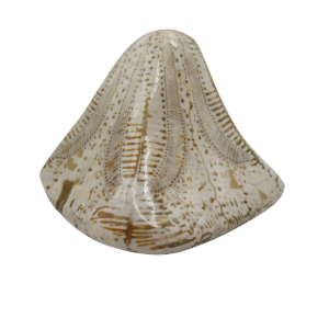 Genuine Miocene Age Clypeaster Echinoid Fossils for Sale from Morocco #19