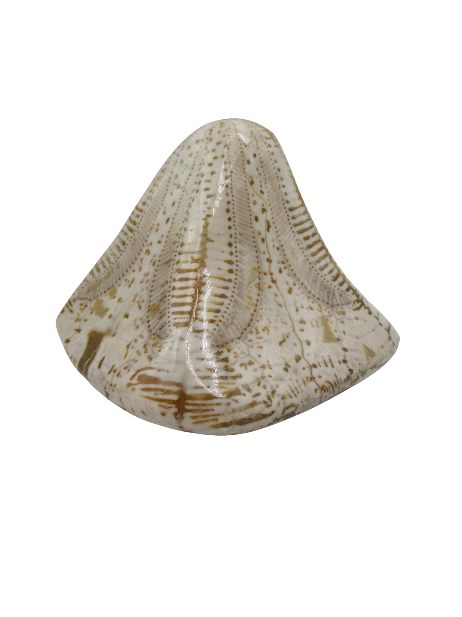 Miocene Age Clypeaster Echinoid from Morocco Fossil for Sale 19 | Fossils for Sale Genuine Miocene Age Clypeaster Echinoid Fossils for Sale from Morocco #19