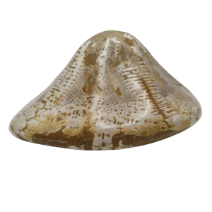 Genuine Miocene Age Clypeaster Echinoid Fossils for Sale from Morocco #3