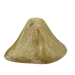 Genuine Miocene Age Clypeaster Echinoid Fossils for Sale from Morocco #6