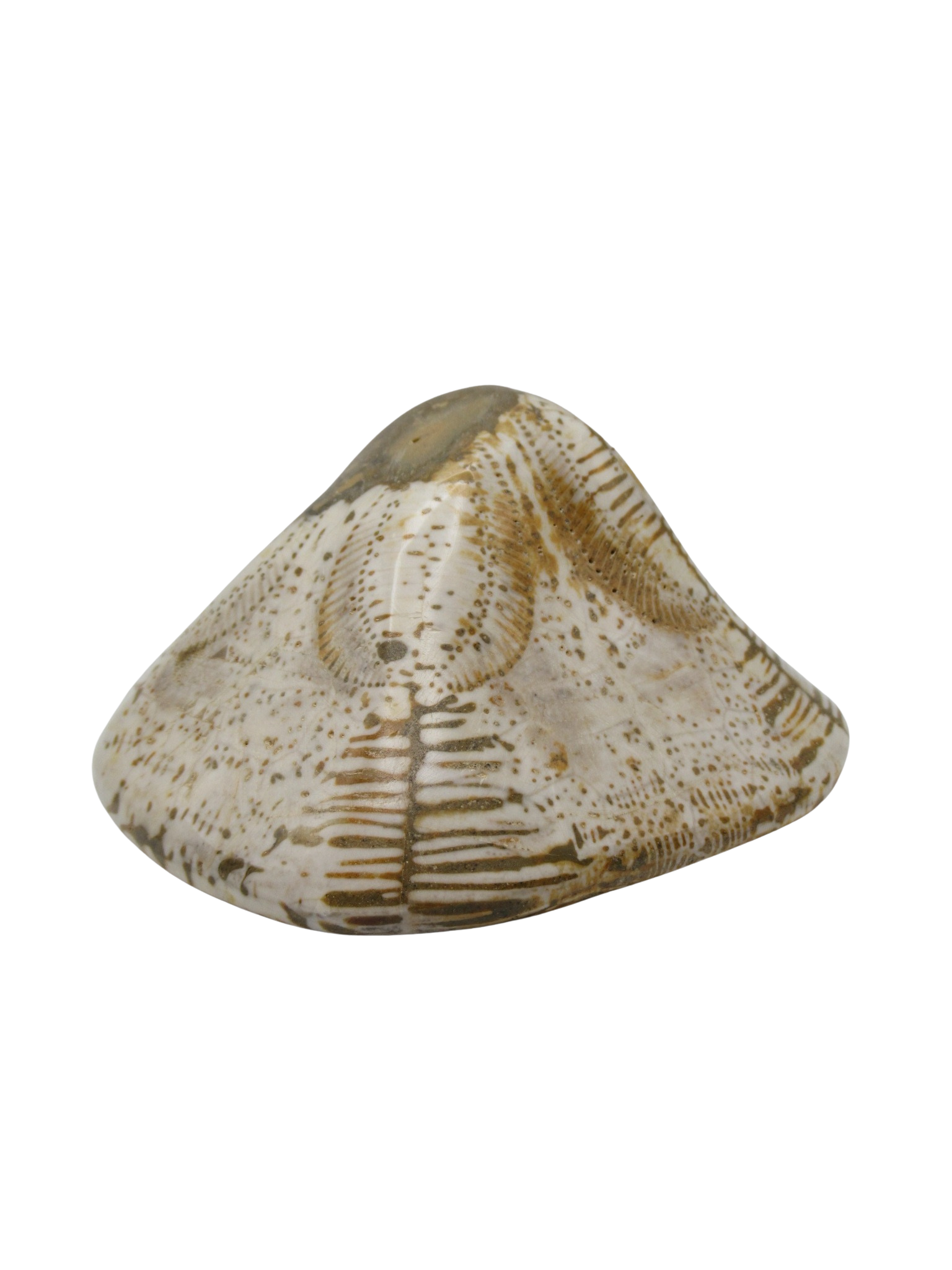 Miocene Age Clypeaster Echinoid from Morocco Fossil for Sale 7b | Fossils for Sale Genuine Miocene Age Clypeaster Echinoid Fossils for Sale from Morocco #7b