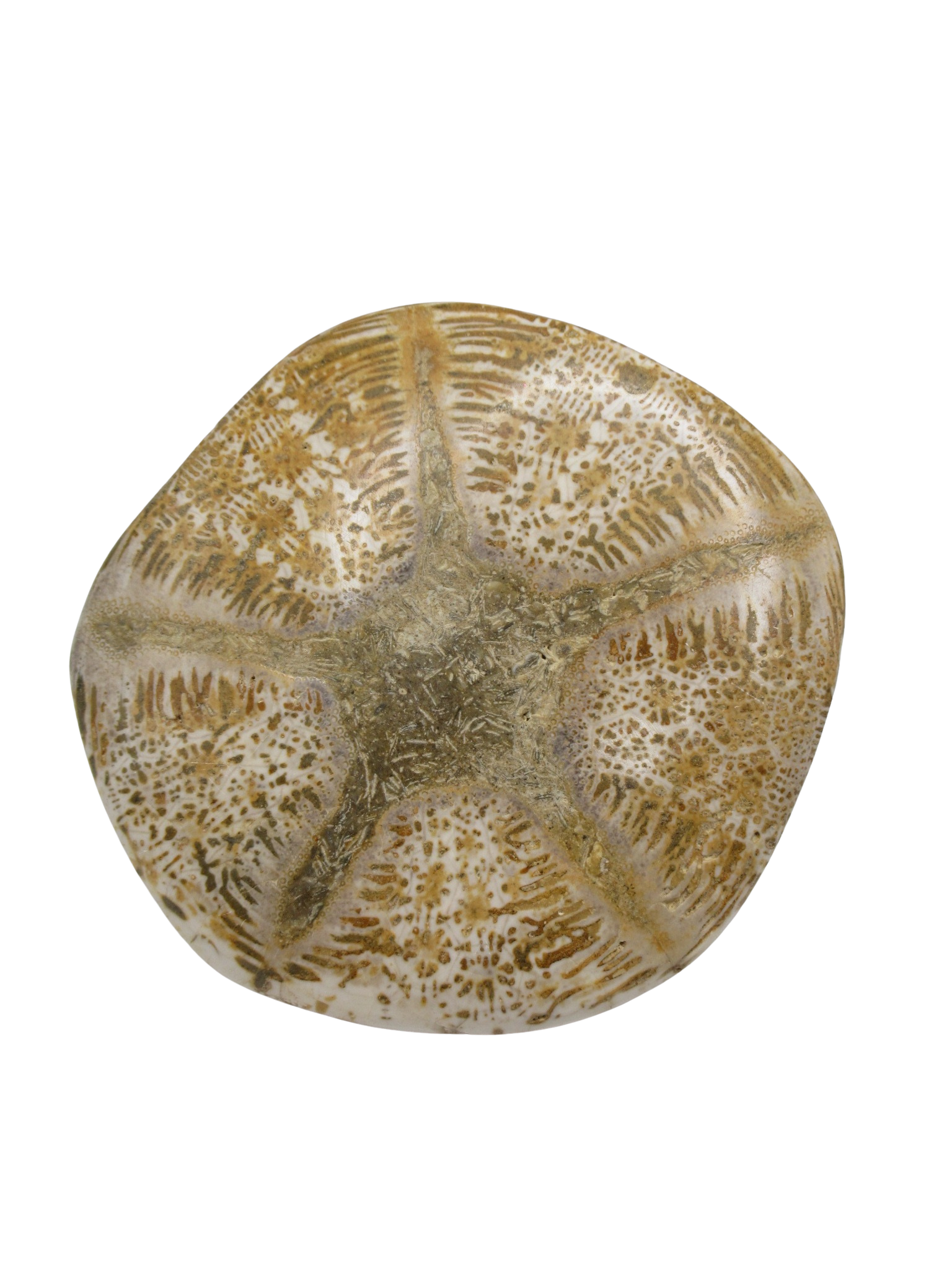 Miocene Age Clypeaster Echinoid from Morocco Fossil for Sale 7d | Fossils for Sale Genuine Miocene Age Clypeaster Echinoid Fossils for Sale from Morocco #7d