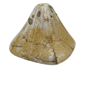 Genuine Miocene Age Clypeaster Echinoid Fossils for Sale from Morocco #8