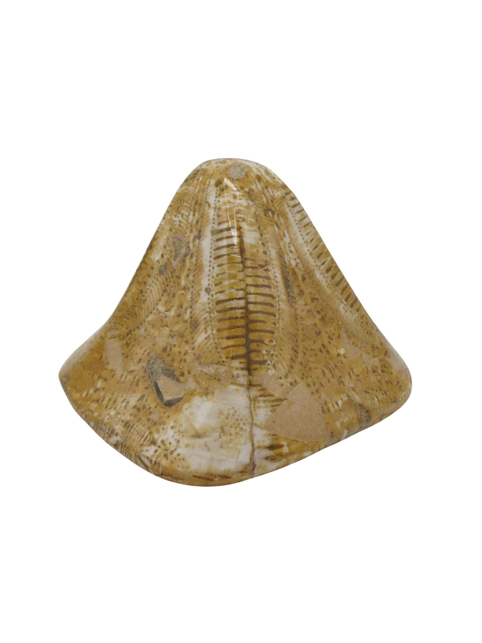 Miocene Age Clypeaster Echinoid from Morocco Fossil for Sale 9a | Fossils for Sale Genuine Miocene Age Clypeaster Echinoid Fossils for Sale from Morocco #9a