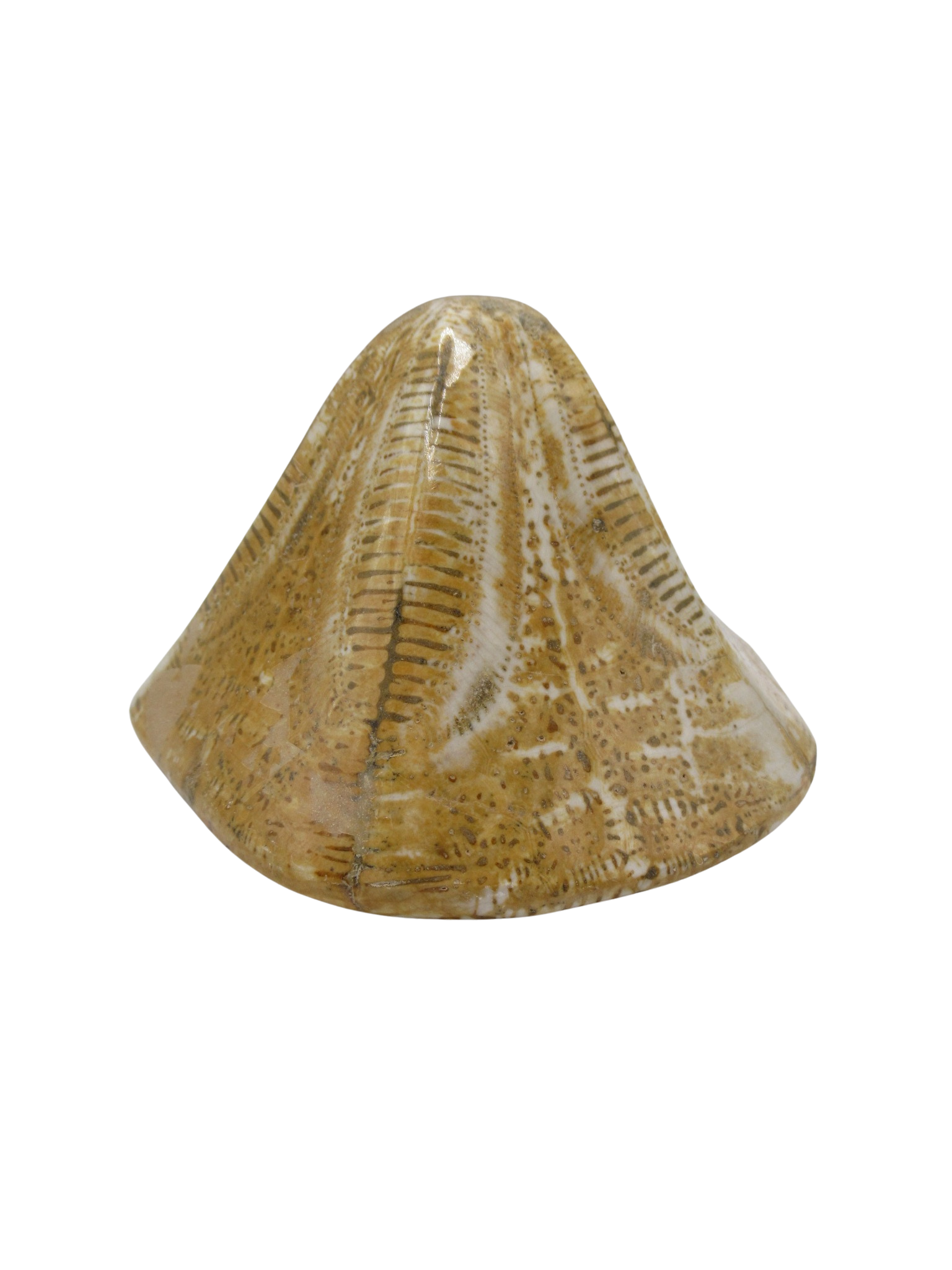 Miocene Age Clypeaster Echinoid from Morocco Fossil for Sale 9b | Fossils for Sale Genuine Miocene Age Clypeaster Echinoid Fossils for Sale from Morocco #9b