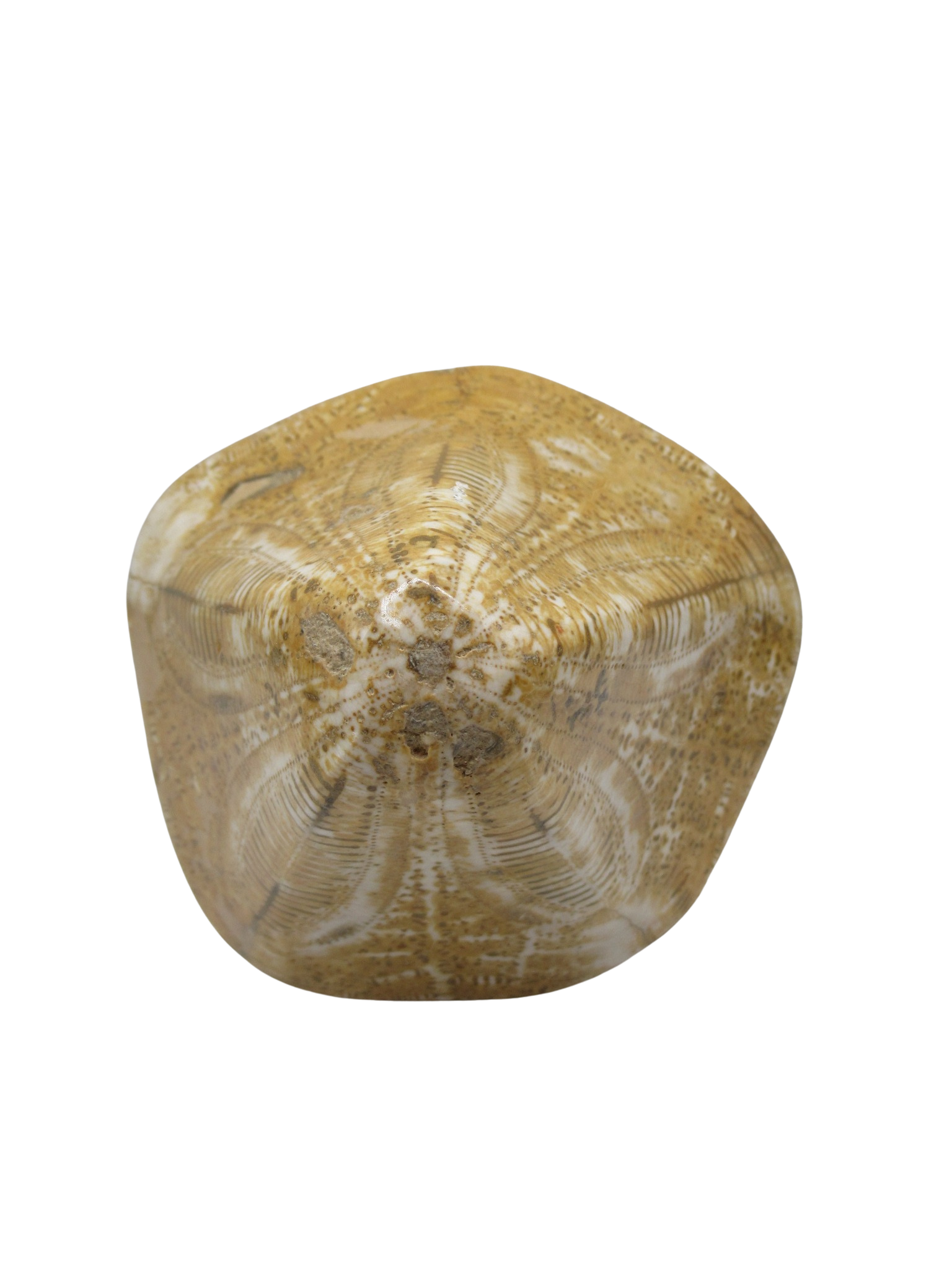 Miocene Age Clypeaster Echinoid from Morocco Fossil for Sale 9c | Fossils for Sale Genuine Miocene Age Clypeaster Echinoid Fossils for Sale from Morocco #9c