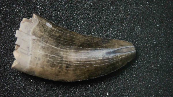 Montana Cretaceous Age Judith River Tyrannosaurid Tooth 7 | Fossils for Sale