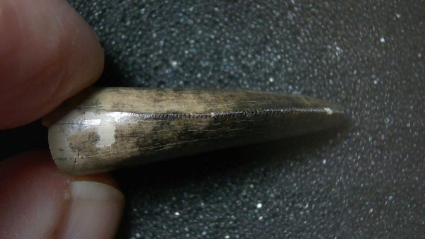 Montana Cretaceous Age Judith River Tyrannosaurid Tooth 7c | Fossils for Sale