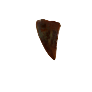 Coelophysis Triassic Dinosaur Tooth for Sale #61