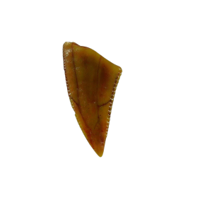 Coelophysis Triassic Dinosaur Tooth for Sale #67