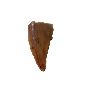 Coelophysis Triassic Dinosaur Tooth for Sale #68