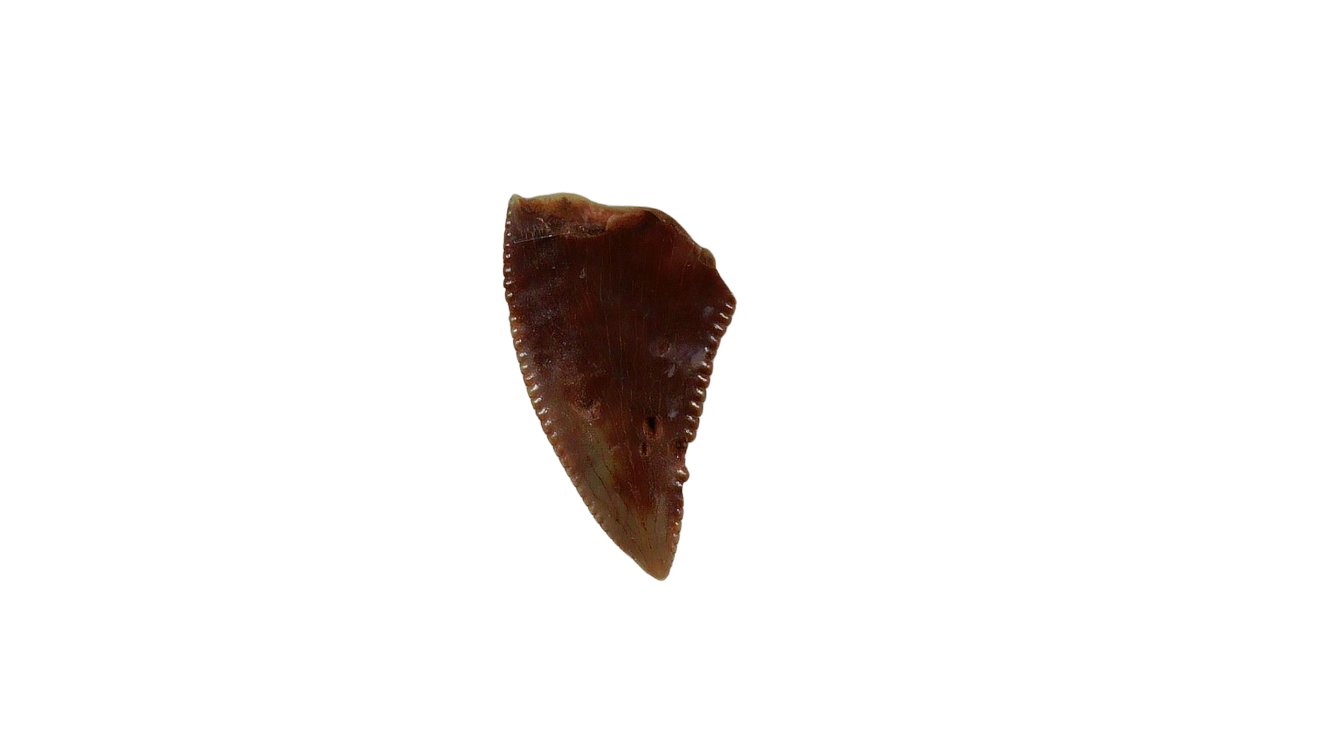 New Mexico Triassic Age Coelophysis Dinosaur Tooth for Sale 69 | Fossils for Sale