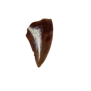Coelophysis Triassic Dinosaur Tooth for Sale #69