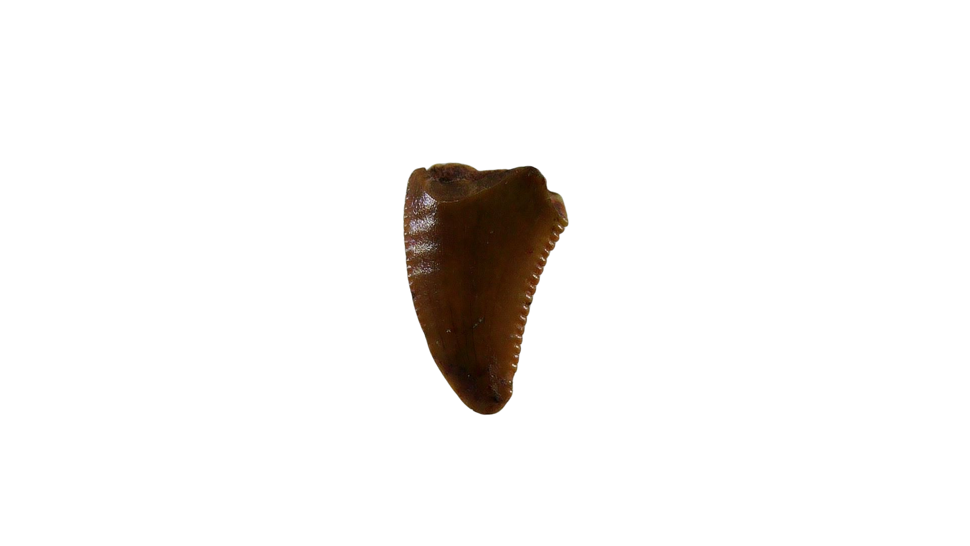 New Mexico Triassic Age Coelophysis Dinosaur Tooth for Sale 72 | Fossils for Sale