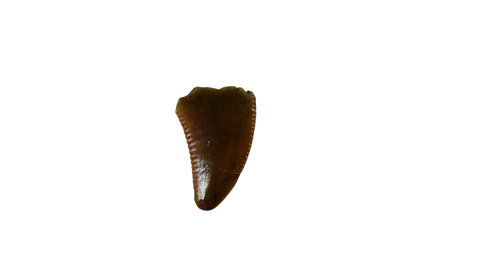 New Mexico Triassic Age Coelophysis Dinosaur Tooth for Sale 72a | Fossils for Sale