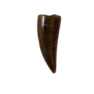 Coelophysis Triassic Dinosaur Tooth for Sale #73