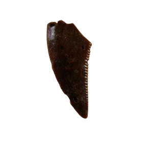 Coelophysis Triassic Dinosaur Tooth for Sale #75