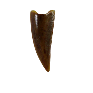 Coelophysis Triassic Dinosaur Tooth for Sale #76