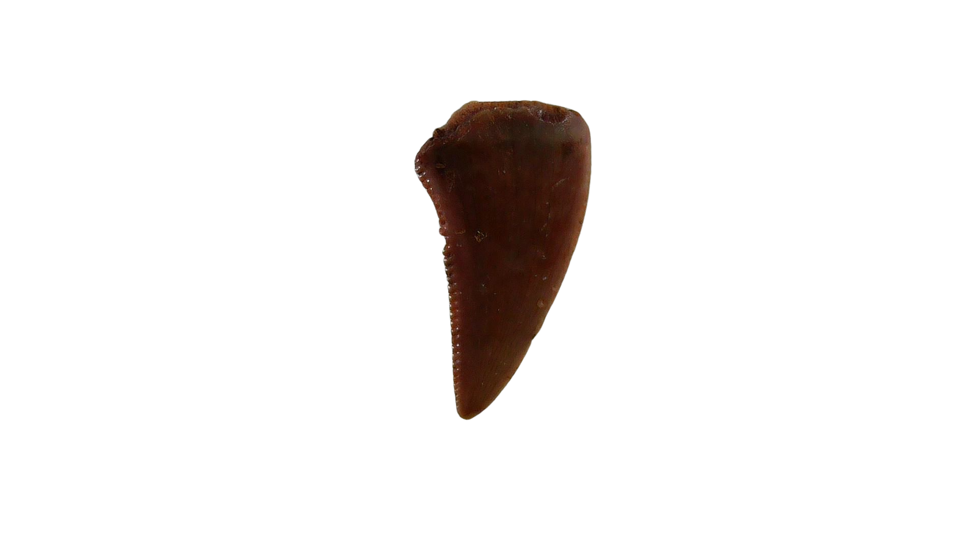 New Mexico Triassic Age Coelophysis Dinosaur Tooth for Sale 77a | Fossils for Sale