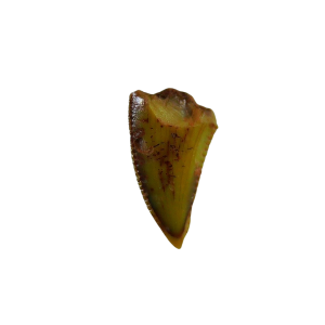 Coelophysis Triassic Dinosaur Tooth for Sale #79