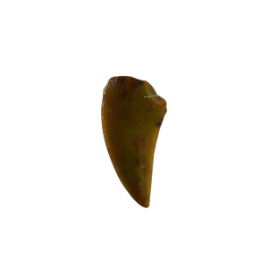 Coelophysis Triassic Dinosaur Tooth for Sale #80