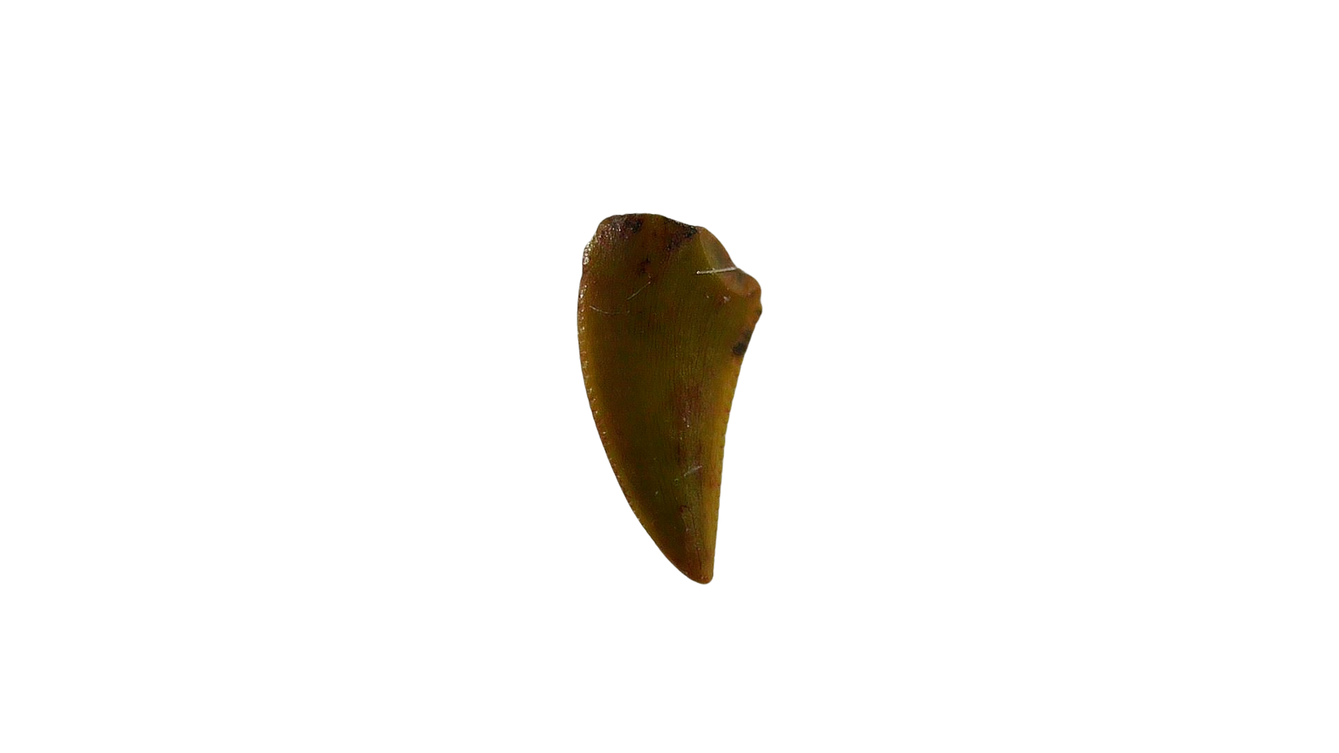 New Mexico Triassic Age Coelophysis Dinosaur Tooth for Sale 80 | Fossils for Sale