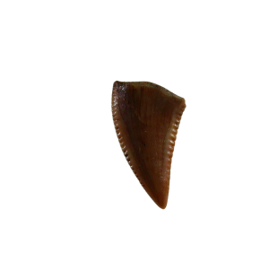Coelophysis Triassic Dinosaur Tooth for Sale #81
