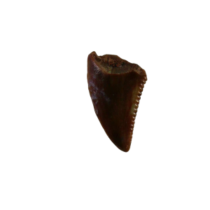 Coelophysis Triassic Dinosaur Tooth for Sale #87