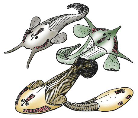 Stensiopelta pustulata