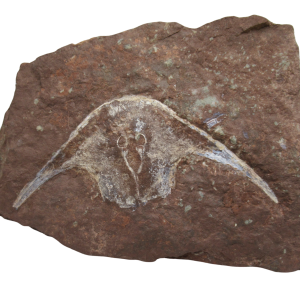 Stensiopelta pustulata RARE Devonian Fish Skull #1