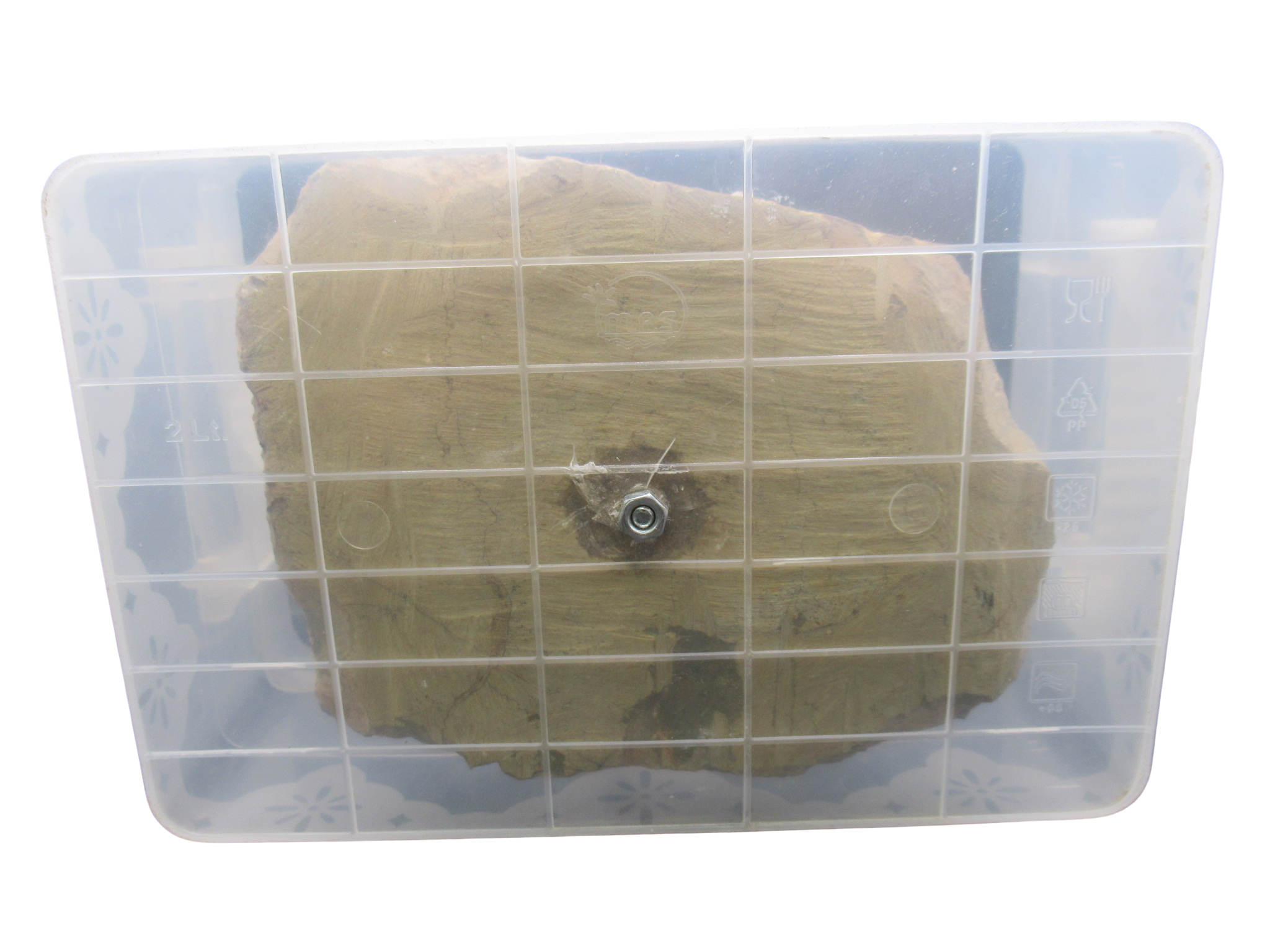 Asterocidaris Secured to Shipping Container | Fossils for Sale