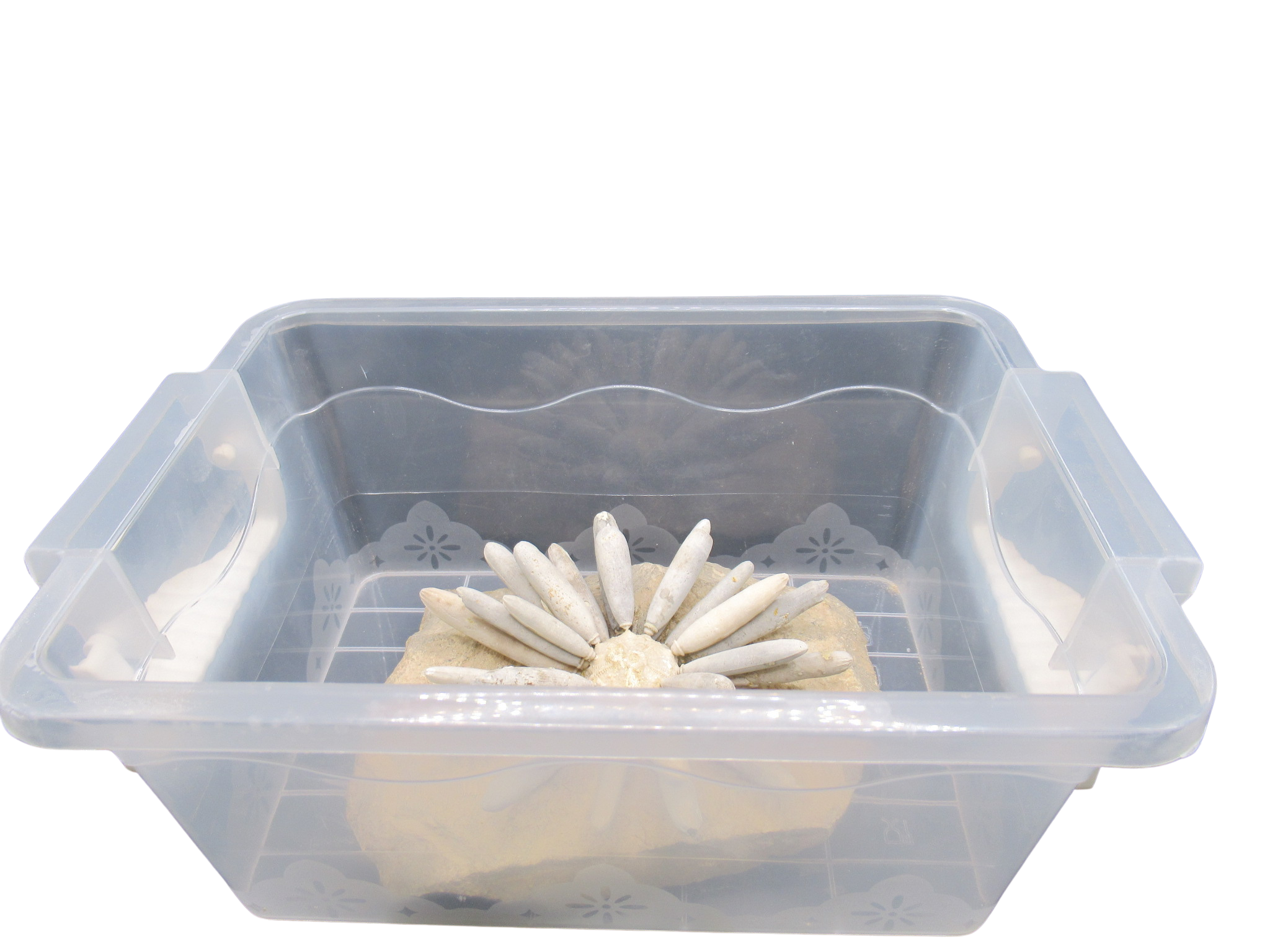 Asterocidars in Shipping Container | Fossils for Sale