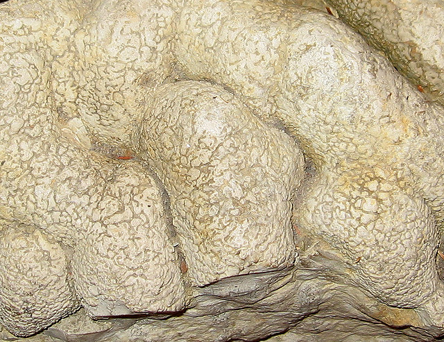Cotham_Marble | Fossils for Sale Cotham Marble