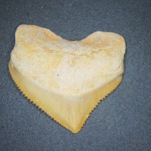 Squalicorax pristodontus (Crow Shark) Tooth from Morocco #1