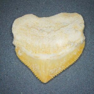 Squalicorax pristodontus (Crow Shark) Tooth from Morocco #10