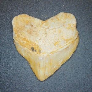 Squalicorax pristodontus (Crow Shark) Tooth from Morocco #12