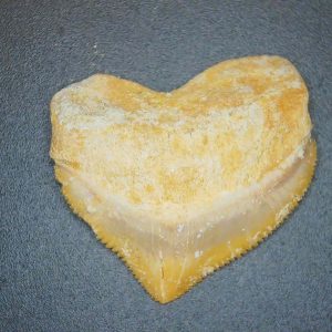 Squalicorax pristodontus (Crow Shark) Tooth from Morocco #13