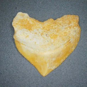 Squalicorax pristodontus (Crow Shark) Tooth from Morocco #14