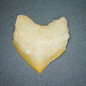 Squalicorax pristodontus (Crow Shark) Tooth from Morocco #15